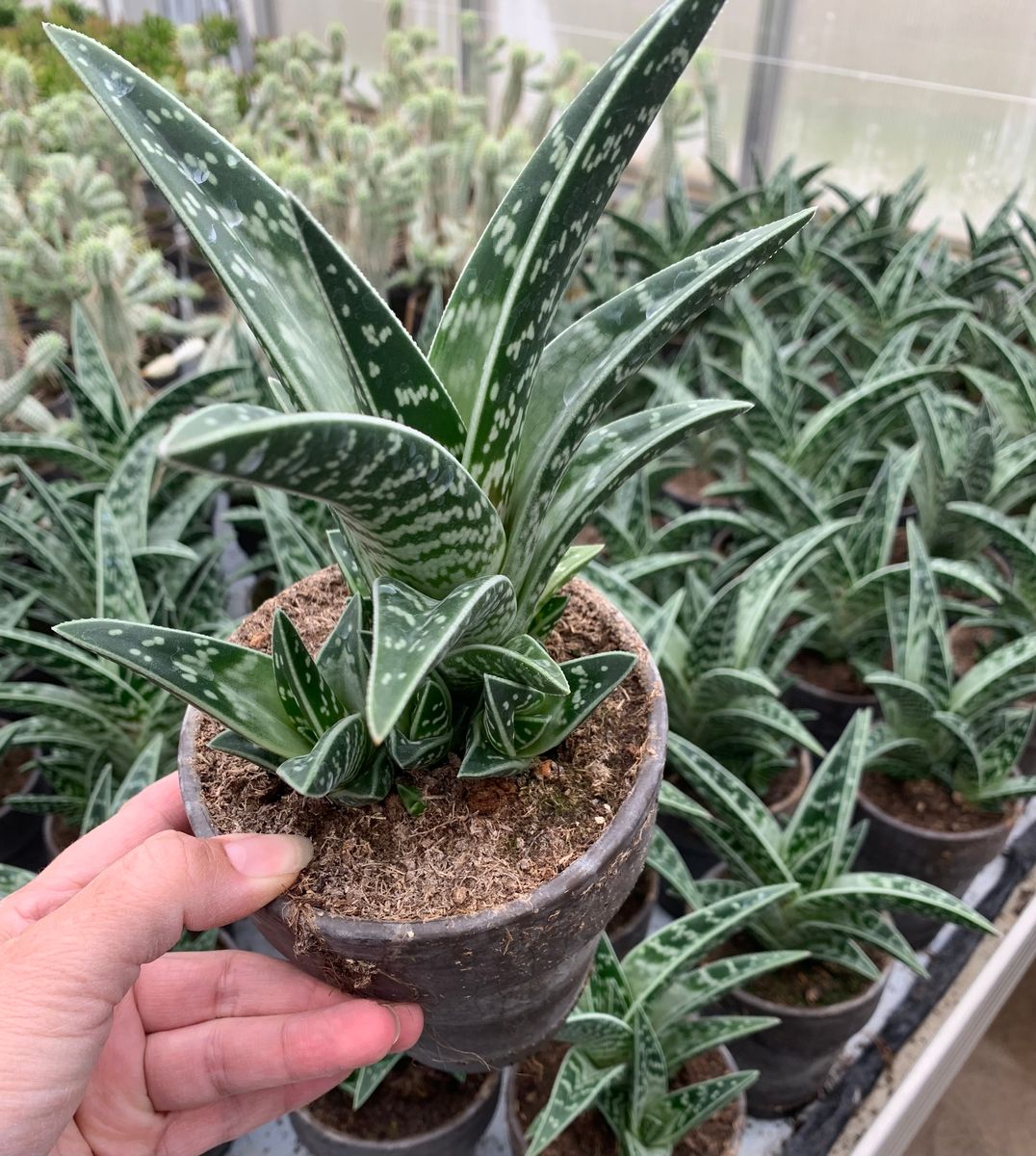 Aloe variegata  Pflanzengrohandel FlorAccess