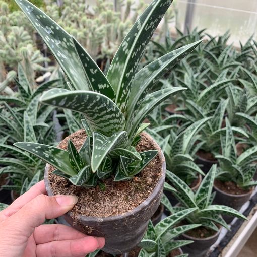 Aloe variegata