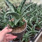 Aloe variegata