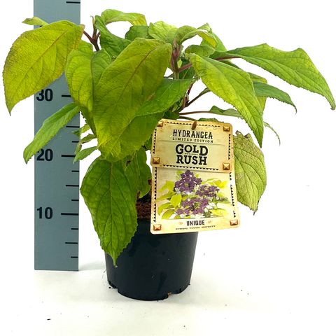 Hydrangea aspera GOLDRUSH
