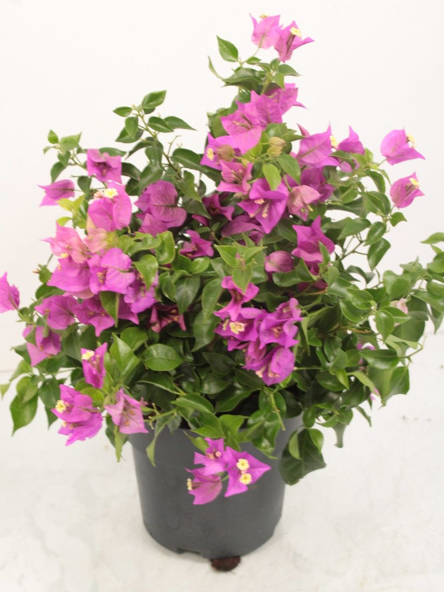 Bougainvillea 'Alexandra' — Plant Wholesale FlorAccess