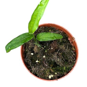 Μονστέρα obliqua 'Yasuni'