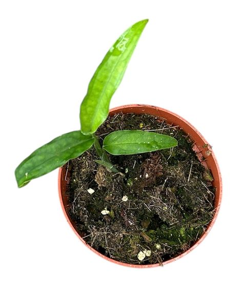 Monstera obliqua 'Yasuni'