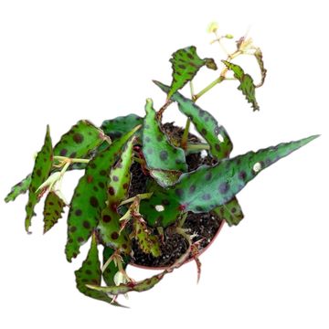 Begonia amphioxus