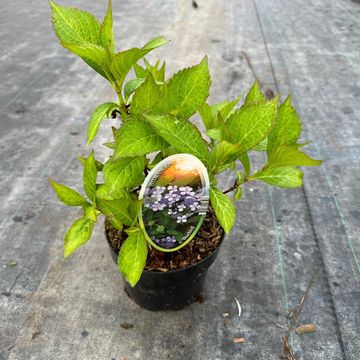 Hydrangea serrata 'Bluebird'