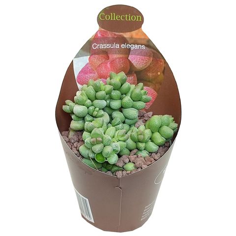 Crassula elegans