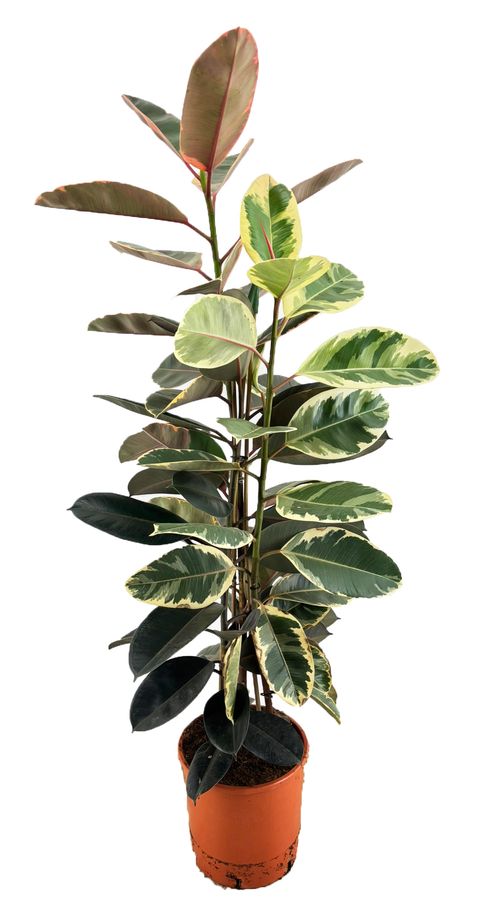 Ficus MIX