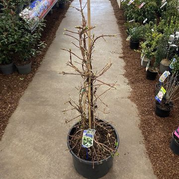 Hydrangea anomala petiolaris