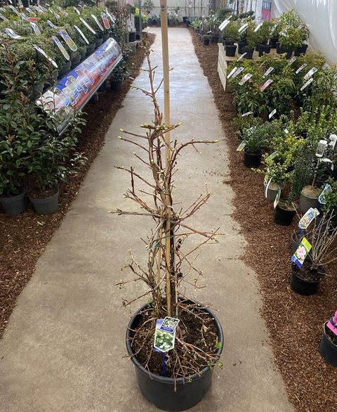 Hydrangea anomala petiolaris