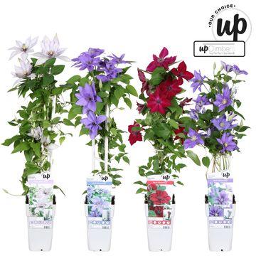 Clematis EVISON MIX