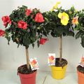Hibiscus rosa-sinensis MIX