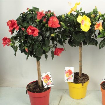 Hibiscus rosa-sinensis MIX