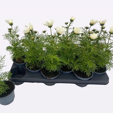 Cosmos bipinnatus 'Sonata White'