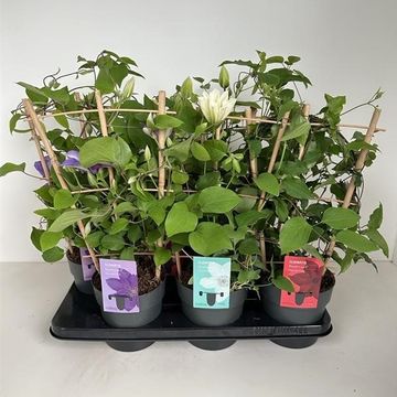 Clematis BOULEVARD MIX