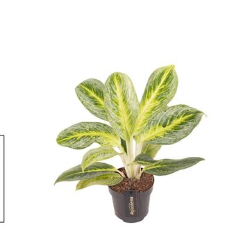 Aglaonema 'Bitter Lemon'