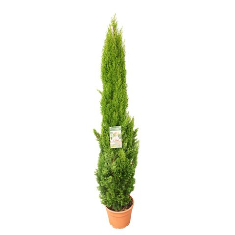 Cupressus sempervirens 'Totem'