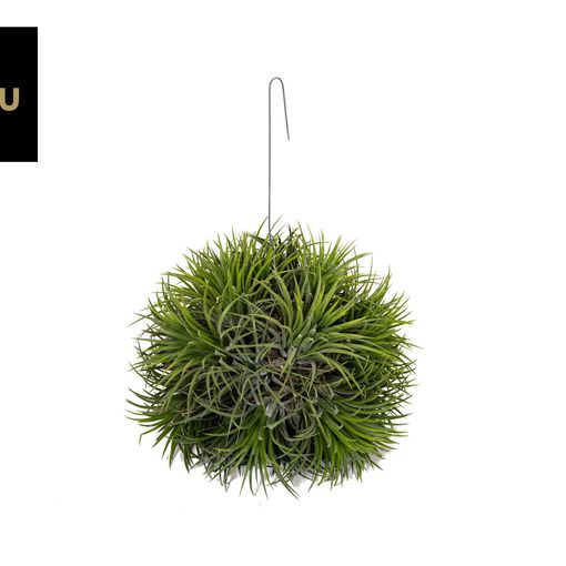 Tillandsia MAGIC BALL