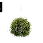 Tillandsia MAGIC BALL