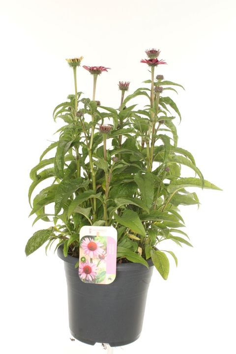 Echinacea LAKOTA ROSE