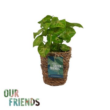 Syngonium GOLDEN FEEL GREEN