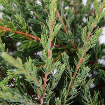 Juniperus communis 'Repanda'