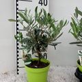 Olea europaea
