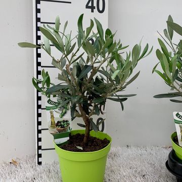 Olea europaea