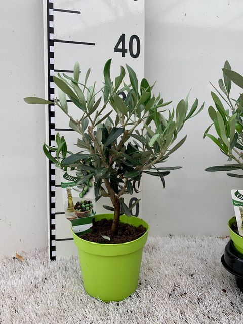 Olea europaea