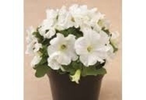 Petunia 'Duvet White'