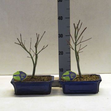 Acer palmatum 'Atropurpureum'