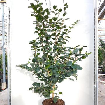 Camellia japonica 'Lady Campbell'