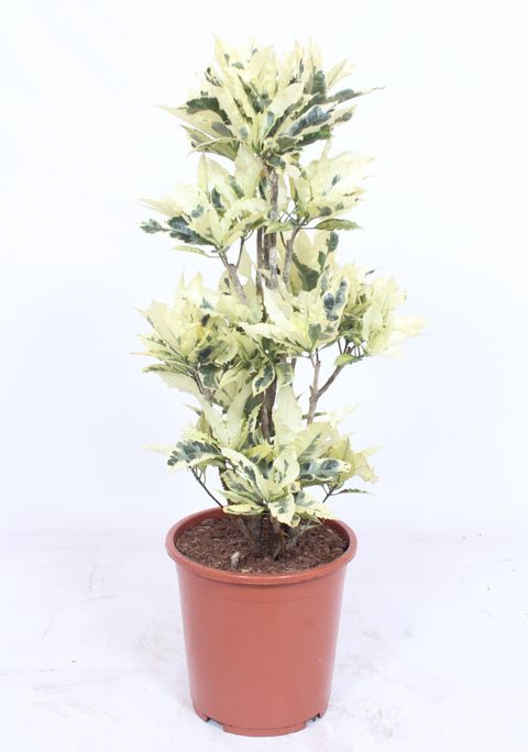 Trojskrzyn variegatum 'Tamara'