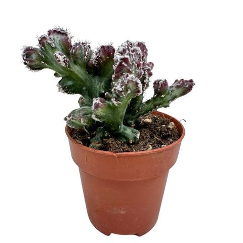 Monvillea spegazzinii