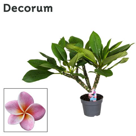 Plumeria rubra HAWAIIAN MIX