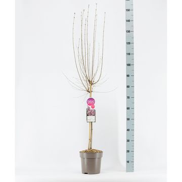 Syringa microphylla 'Superba'