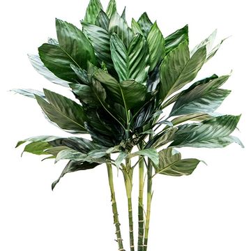 Chamaedorea metallica