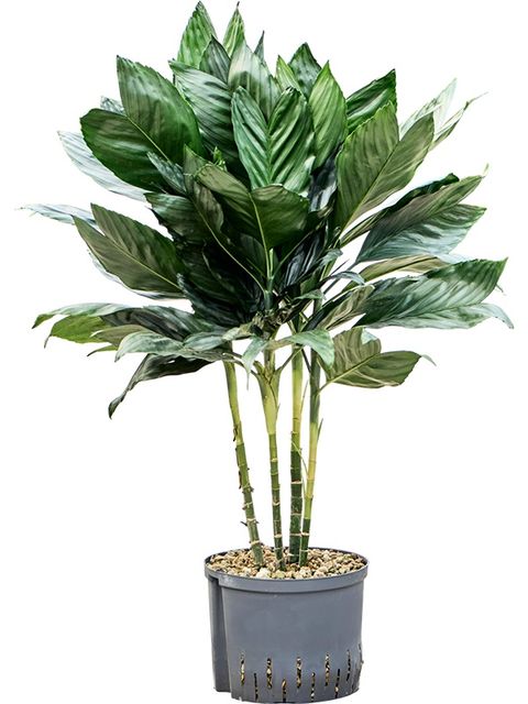 Chamaedorea metallica