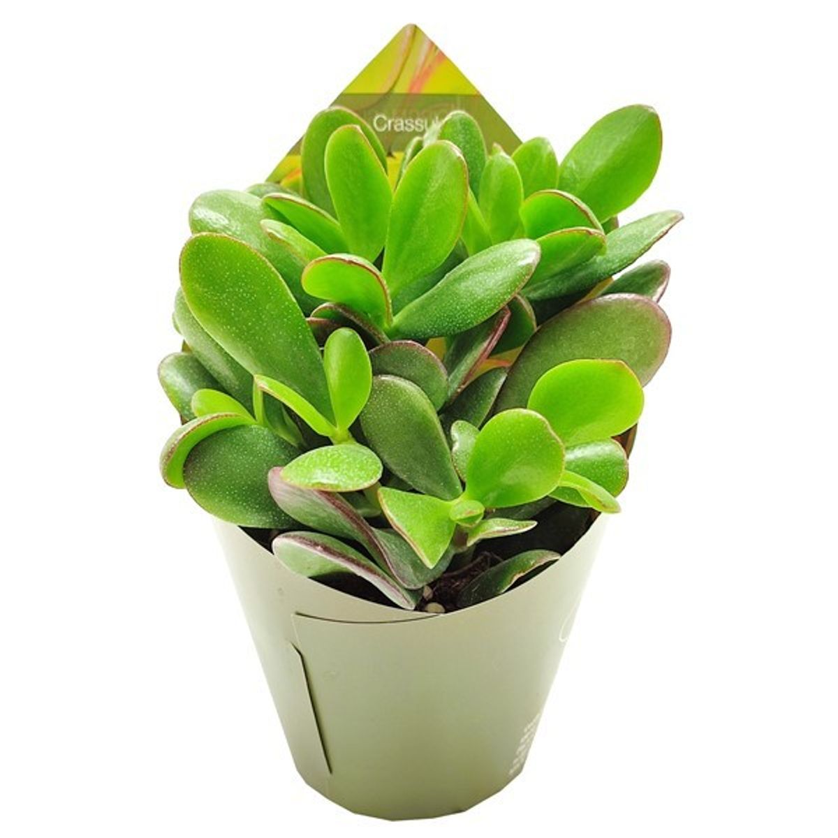 Crassula ovata — Plant Wholesale FlorAccess