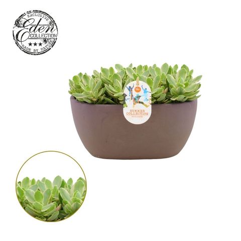 Crassula 'Moneymaker Variegata'