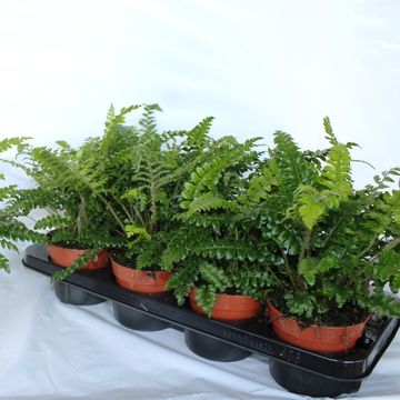 Polystichum polyblepharum