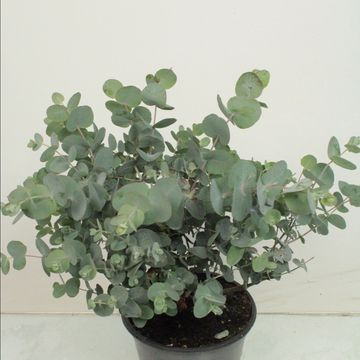 Eucalyptus cinerea 'Сильвер Доллар'