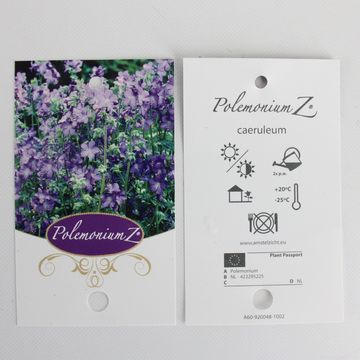 Polemonium caeruleum