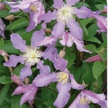 Clematis EAST RIVER (D)