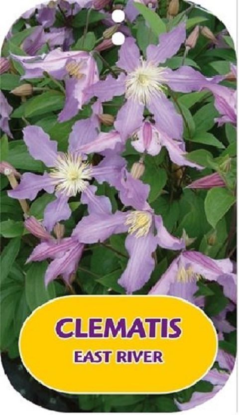 Clematis EAST RIVER (D)