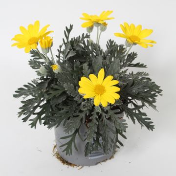 Euryops pectinatus 'Silver Star'