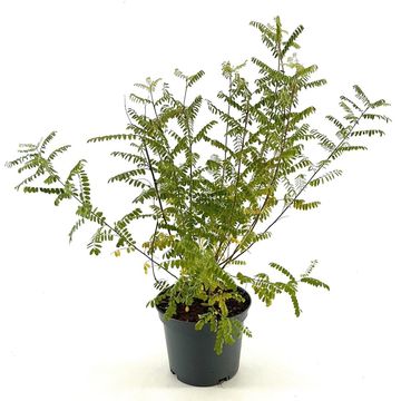 Indigofera heterantha