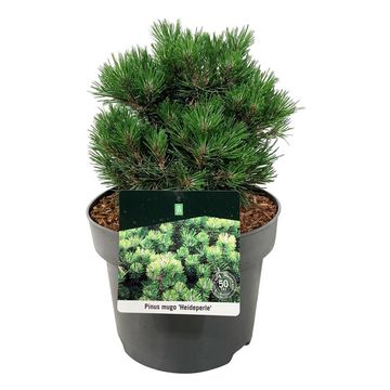 Pinus uncinata 'Heideperle'