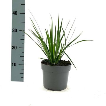 Libertia grandiflora