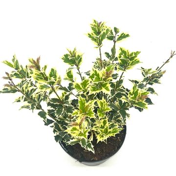 Osmanthus heterophyllus 'Variegatus'