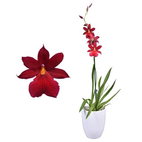 x Burrageara Nelly Isler 'Red Velvet'